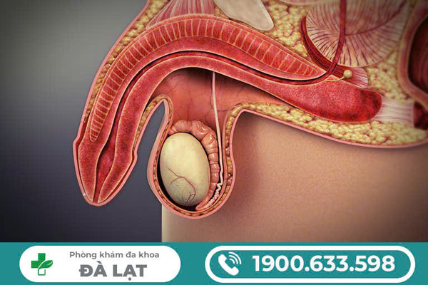 KHÁM BỘ PHẬN SINH DỤC NAM GIỚI 